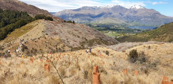 Sawpit Replanting